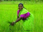 India kitűnő piac a fenntartható termékek számára